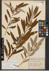 Foto von Salix triandra subsp. amygdalina (L.) Schübl. & G. Martens